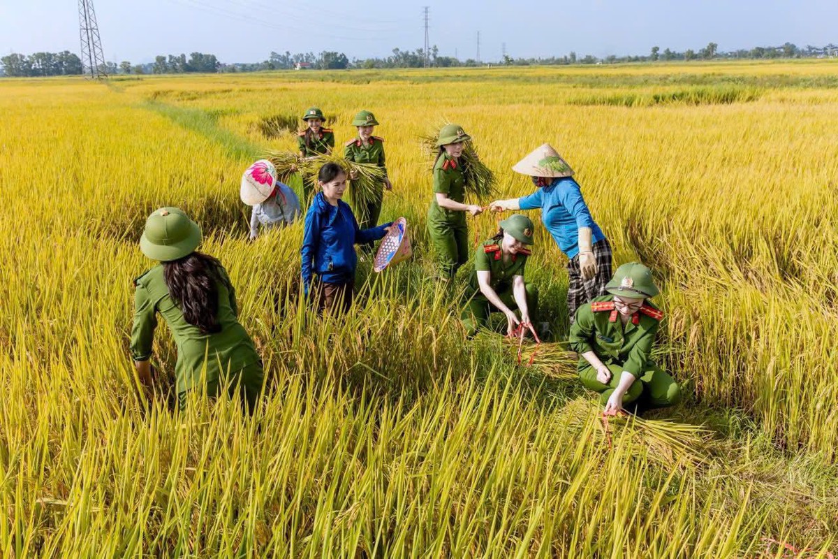 Nghệ An: Phụ nữ Công an giúp người dân thu hoạch lúa sau mưa giông- Ảnh 2. Nghệ An: Phụ nữ Công an giúp người dân thu hoạch lúa sau mưa giông- Ảnh 2.