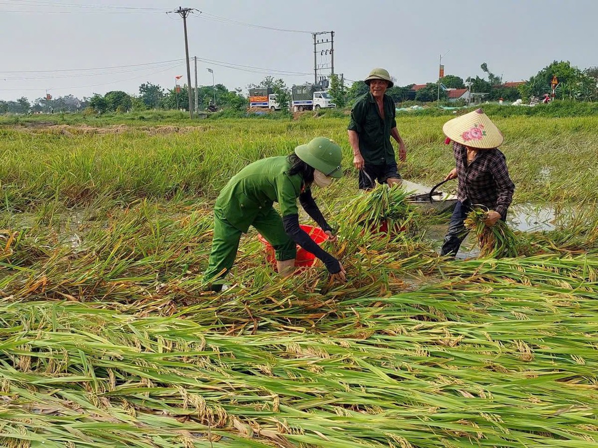 Nghệ An: Phụ nữ Công an giúp người dân thu hoạch lúa sau mưa giông- Ảnh 1. Nghệ An: Phụ nữ Công an giúp người dân thu hoạch lúa sau mưa giông- Ảnh 1.