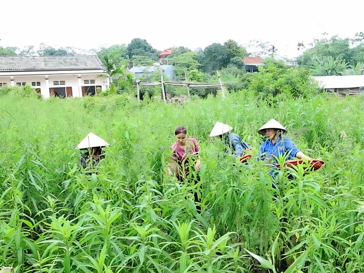 Đồng hành cùng phụ nữ trung du phát triển vùng dược liệu sạch- Ảnh 1.