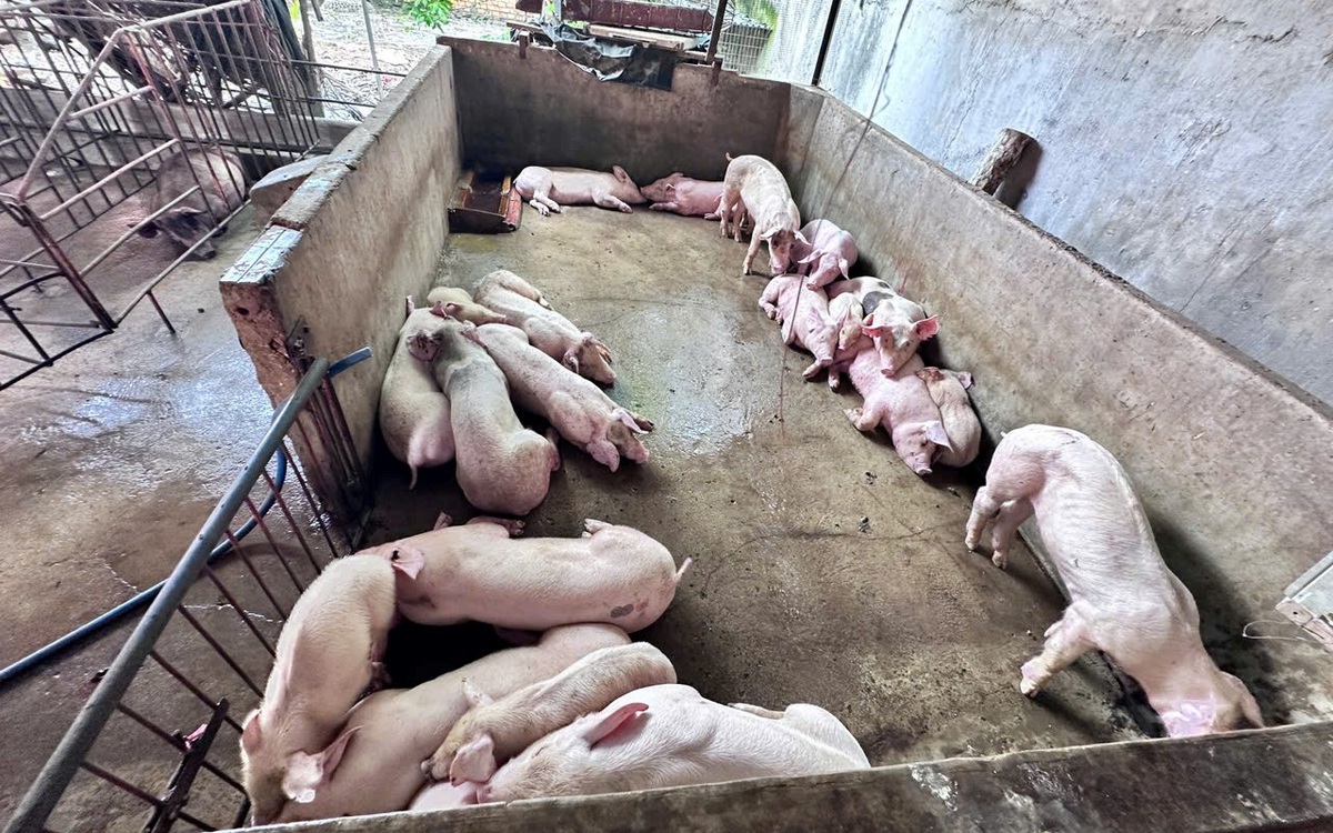 Mua heo chết, nghi nhiễm bệnh làm heo quay bán ra thị trường- Ảnh 1. Mua heo chết, nghi nhiễm bệnh làm heo quay bán ra thị trường- Ảnh 1.