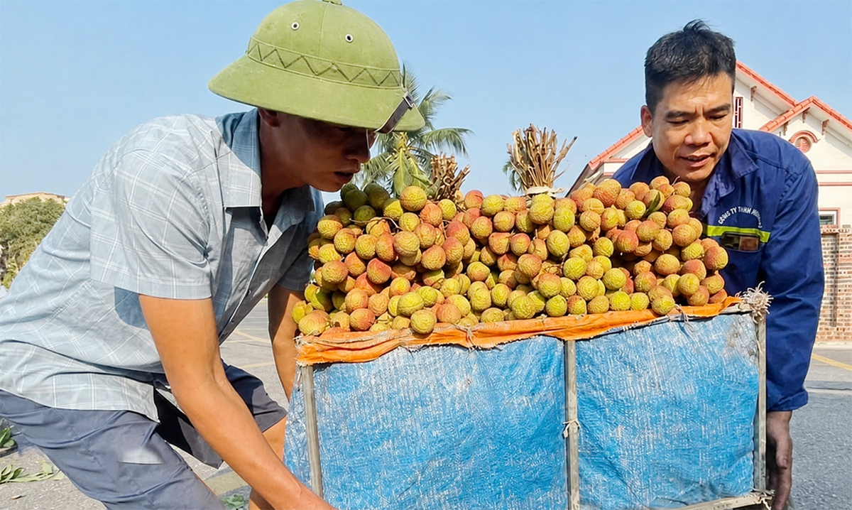 Sản lượng vải thiều giảm sâu, giá "chạm đỉnh"- Ảnh 1.