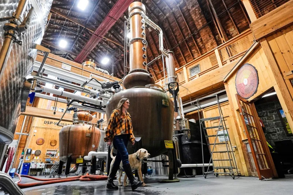 Meghan Ireland và chú chó Murphy của cô đi ngang qua một trong những nồi chưng cất rượu whisky dung tích 750 gallon tại nhà máy chưng cất WhistlePig vào ngày 6/4/2026, ở Shoreham, Vermont. (Ảnh AP/Robert F. Bukaty)