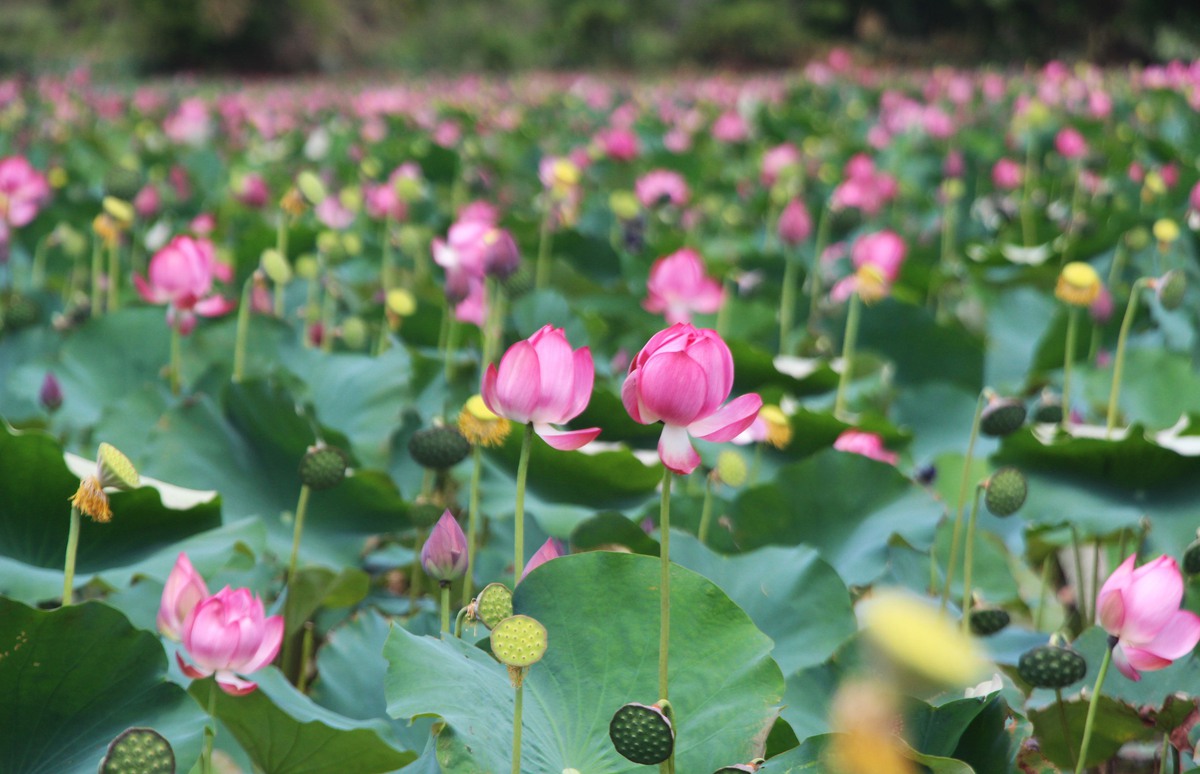Rực rỡ mùa sen Trà Lý: Du khách mê mẩn, nông dân trúng mùa được giá- Ảnh 2. Rực rỡ mùa sen Trà Lý: Du khách mê mẩn, nông dân trúng mùa được giá- Ảnh 2.