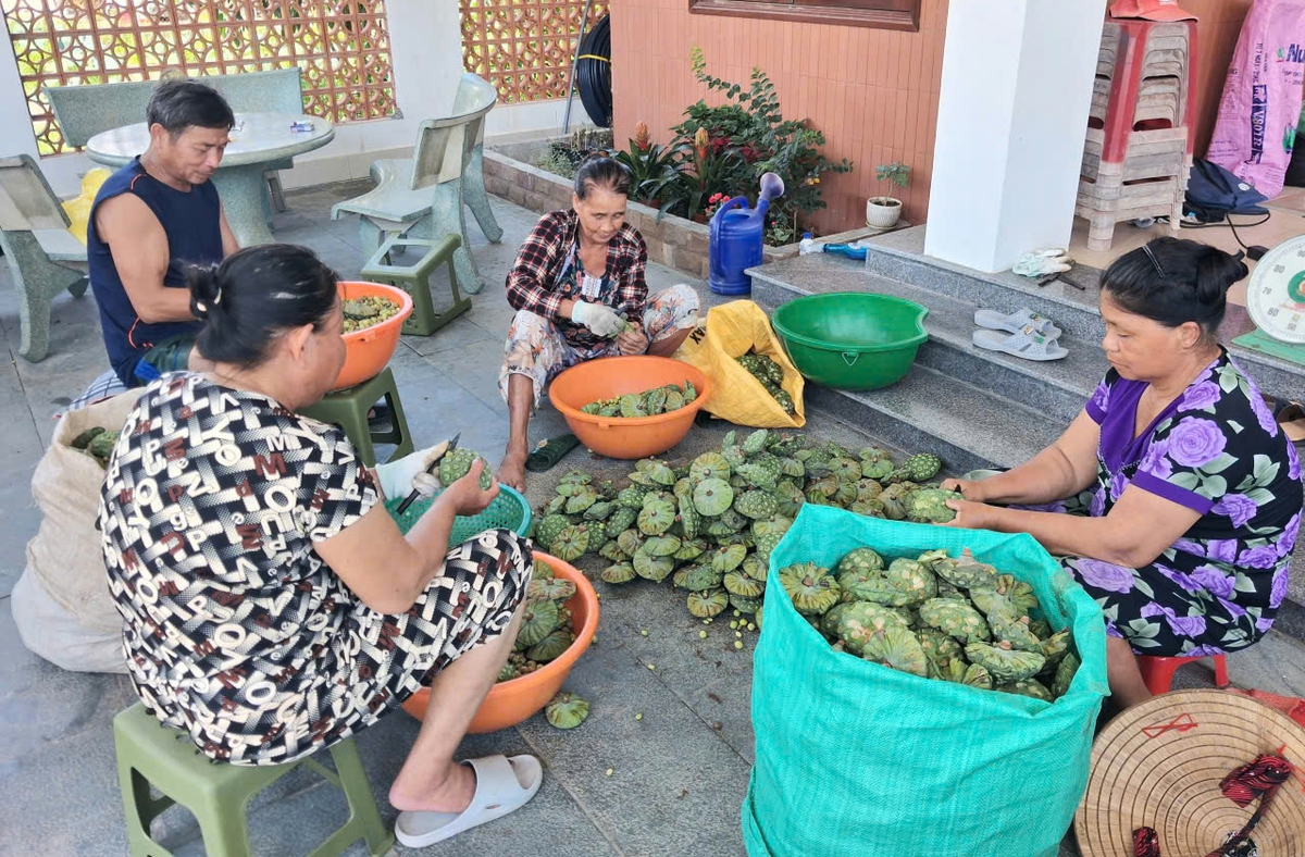 Rực rỡ mùa sen Trà Lý: Du khách mê mẩn, nông dân trúng mùa được giá- Ảnh 4. Rực rỡ mùa sen Trà Lý: Du khách mê mẩn, nông dân trúng mùa được giá- Ảnh 4.