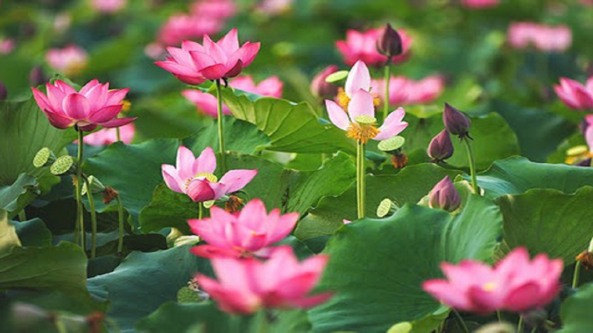 The Lotus Flower in Vietnamese Life - Ảnh 1.