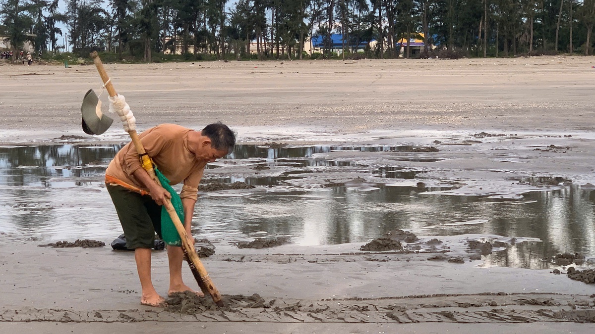 Nhọc nhằn nghề cào ngao tự nhiên trên biển Quỳnh xứ Nghệ - Ảnh 7.