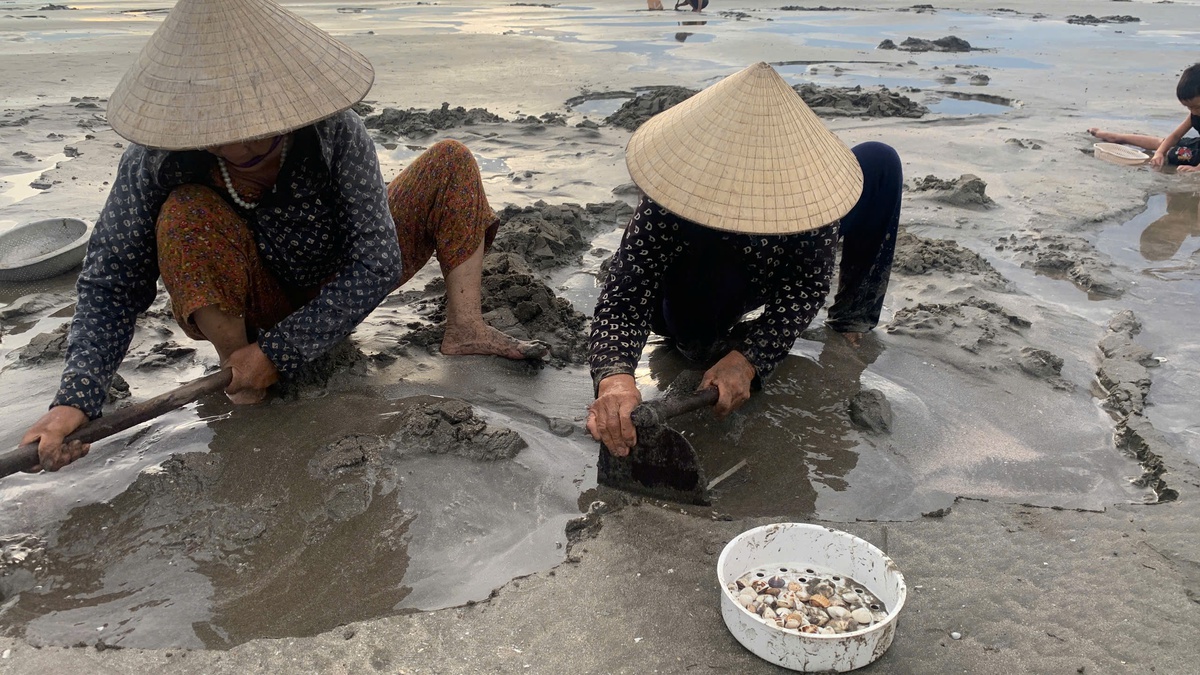 Nhọc nhằn nghề cào ngao tự nhiên trên biển Quỳnh xứ Nghệ - Ảnh 2.