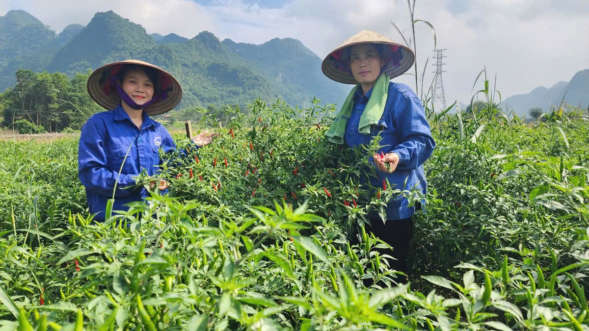 Cặp vợ chồng dân tộc Mường "hai vai gánh việc làng", vun đắp những giá trị của gia đình Việt - Ảnh 1.