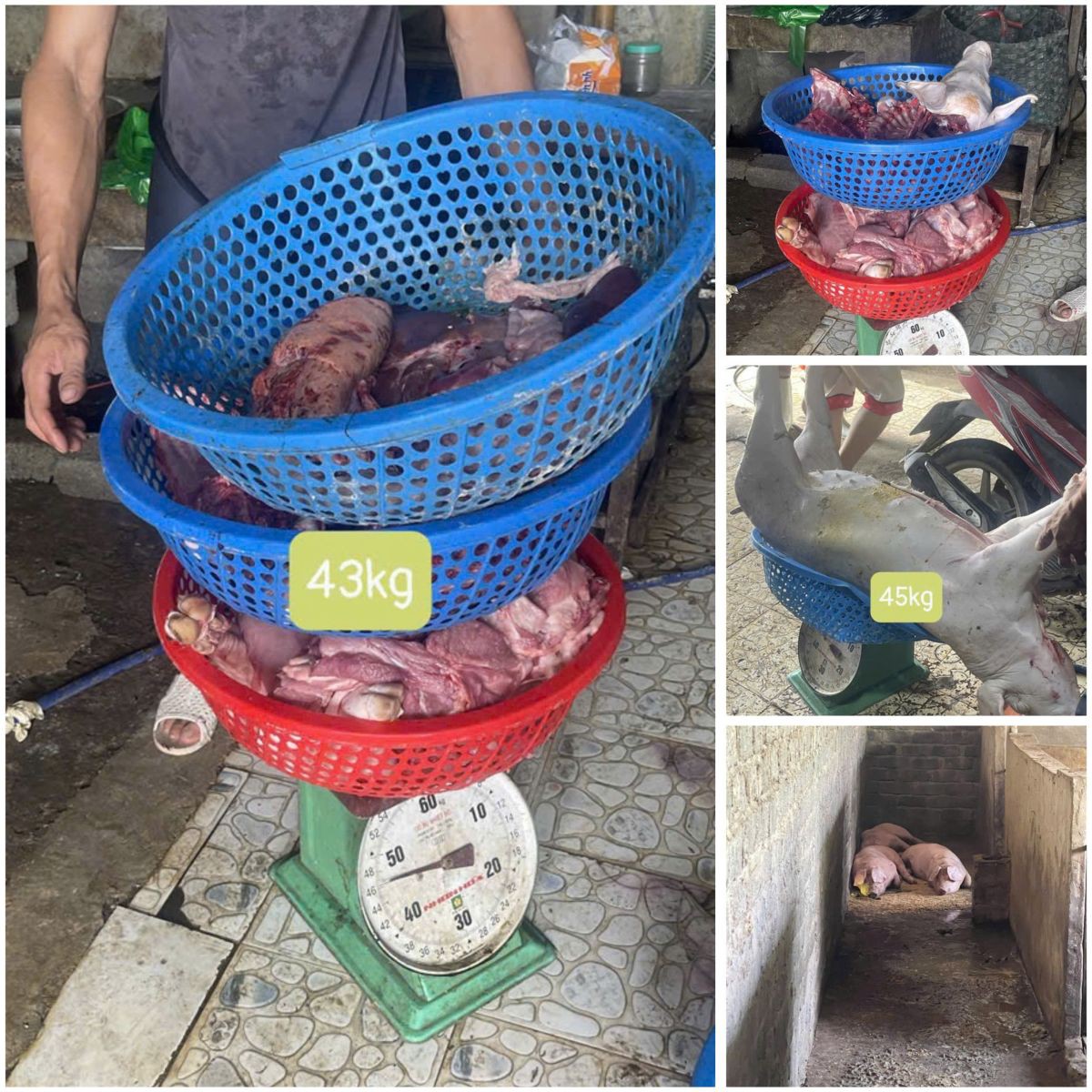 Khởi tố 3 đối tượng tuồn thịt lợn dịch tả châu Phi ra thị trường - Ảnh 1.