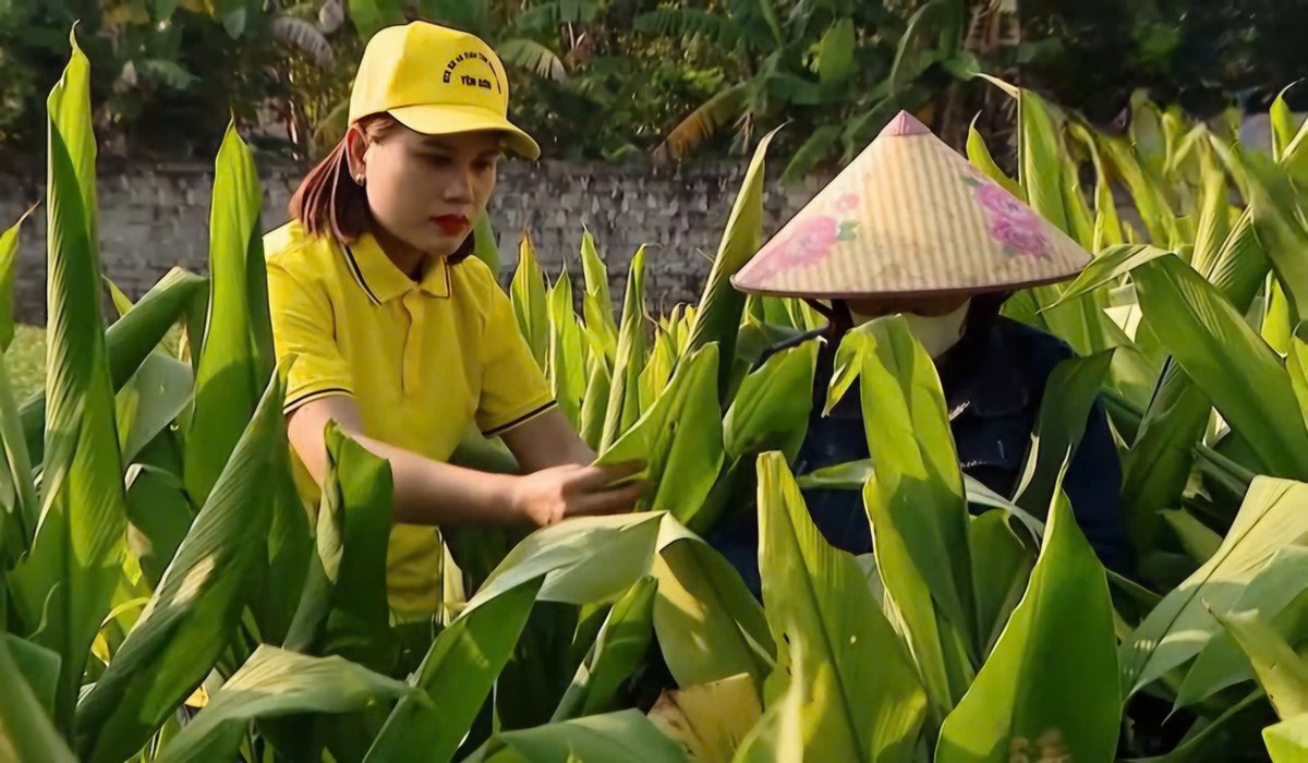 Những “nữ thuyền trưởng” hợp tác xã tiên phong chuyển đổi xanh, nâng tầm sản phẩm OCOP - Ảnh 1.