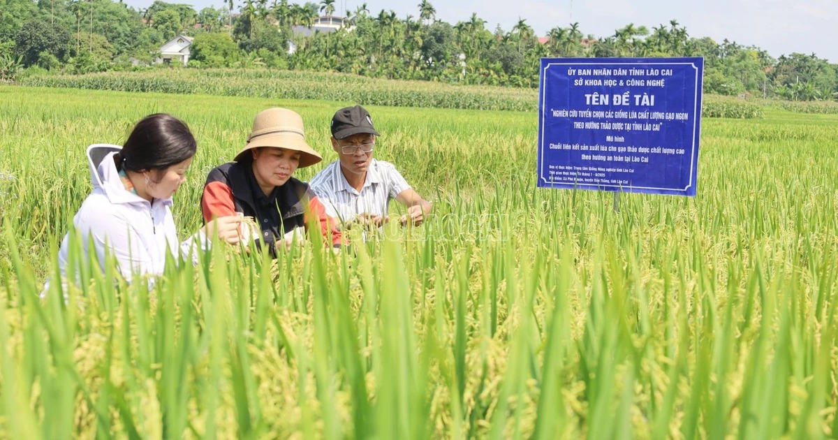 Tương lai ngành lúa gạo Việt Nam sẽ ra sao trong 10 năm tới? - Ảnh 2.