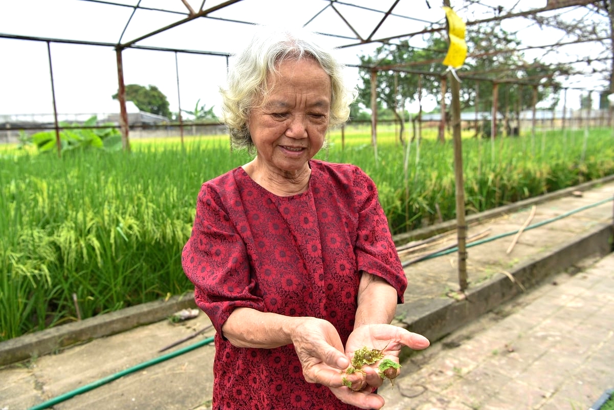 Tương lai ngành lúa gạo Việt Nam sẽ ra sao trong 10 năm tới? - Ảnh 1.