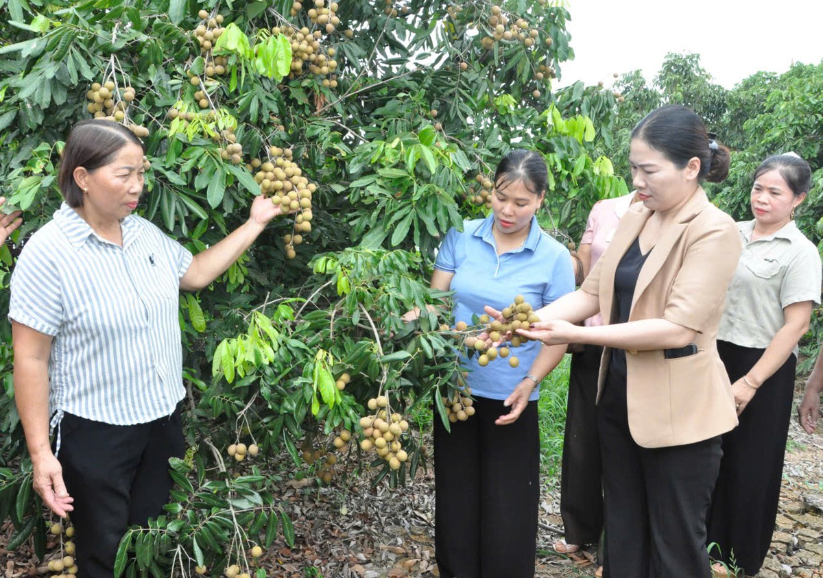 Hội LHPN Việt Nam kiểm tra hoạt động ủy thác và hỗ trợ phụ nữ phát triển kinh tế tại Hưng Yên - Ảnh 5.