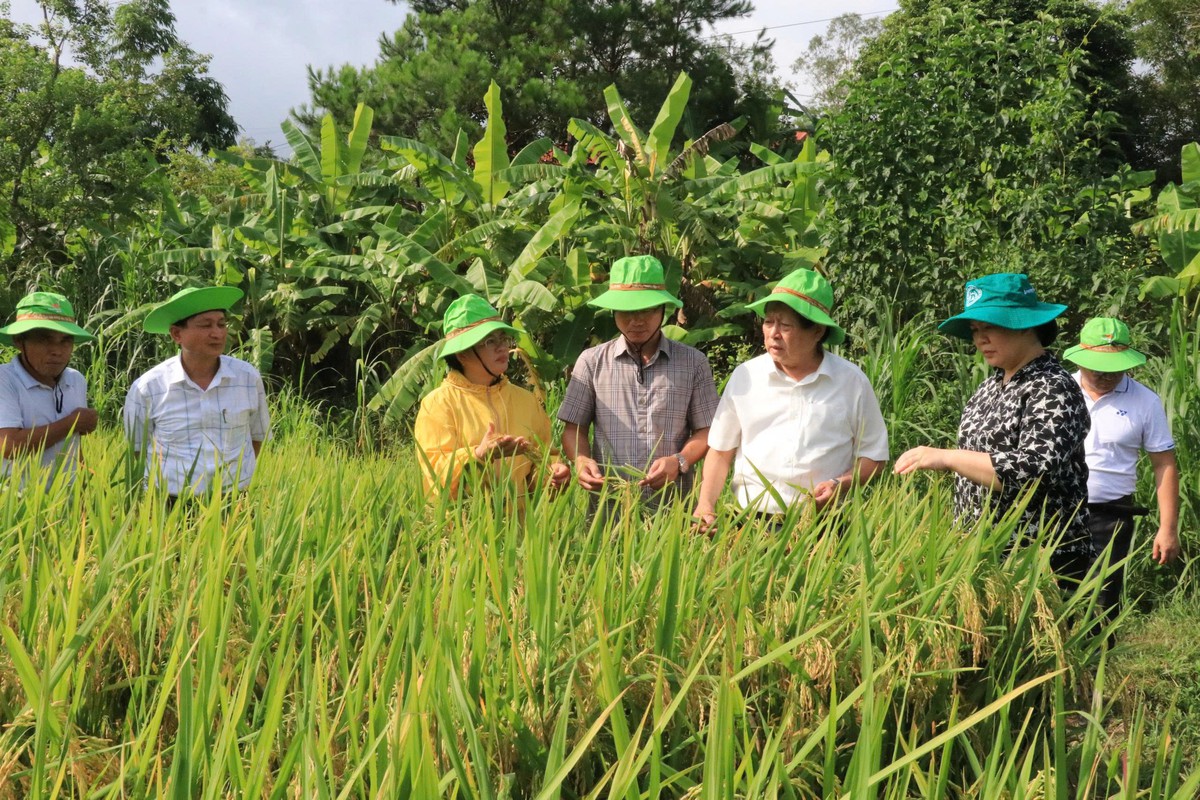 Phụ nữ xứ Lạng hào hứng với giống lúa giúp xóa đói, giảm nghèo- Ảnh 3.