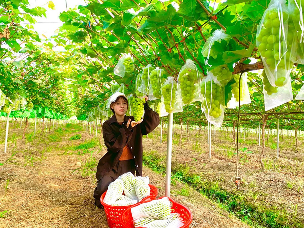 Hà Nội chuyển mình cùng nông nghiệp xanh- Ảnh 1.