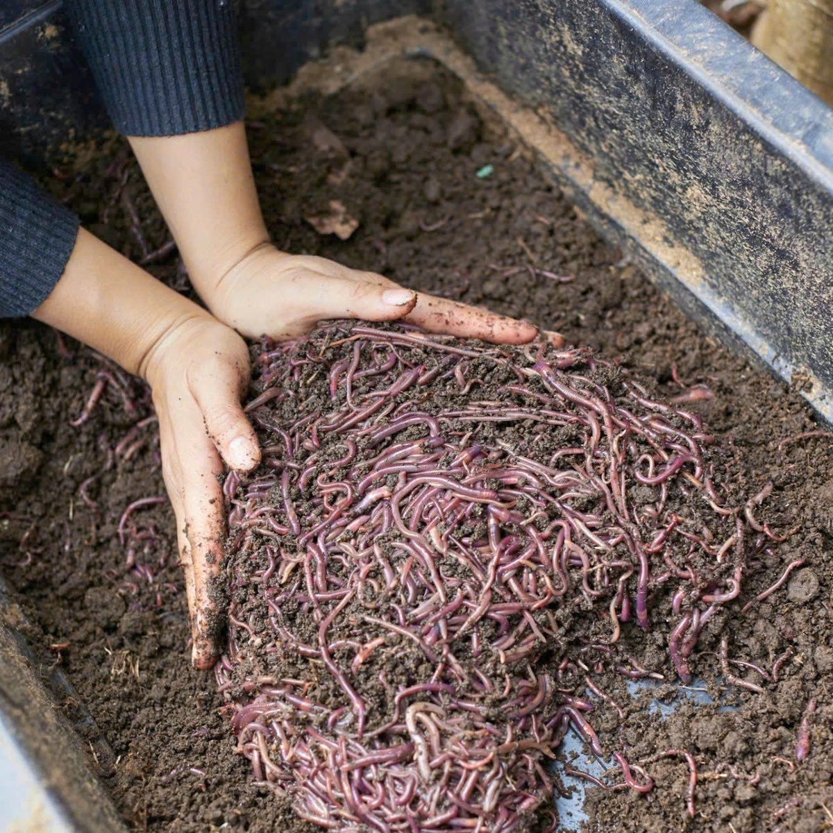 Nữ giám đốc chia sẻ bí quyết phát triển hợp tác xã xanh, bền vững - Ảnh 1.
