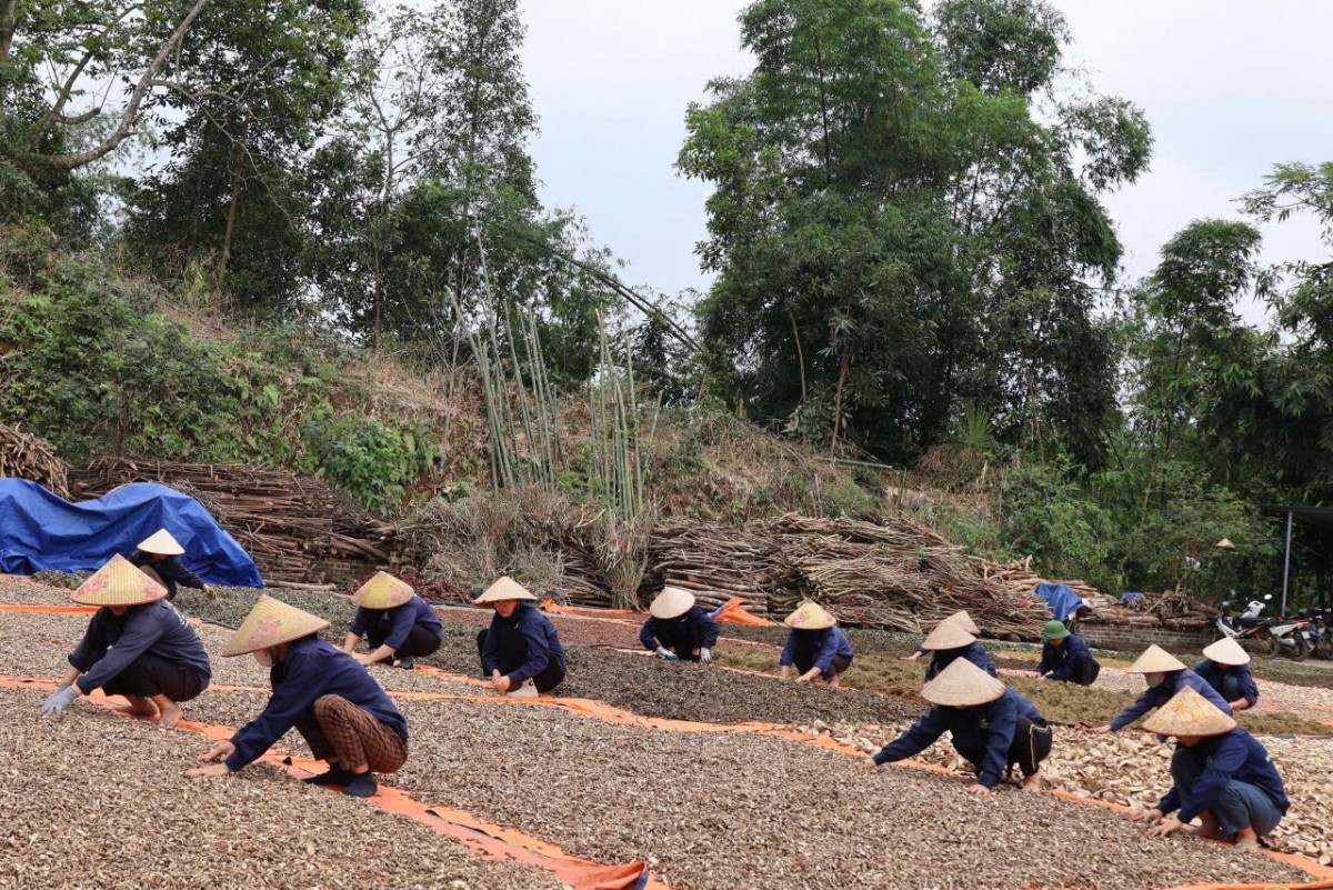 Gìn giữ nguồn gene dược liệu quý, lan tỏa giá trị thuốc Nam - Ảnh 1.