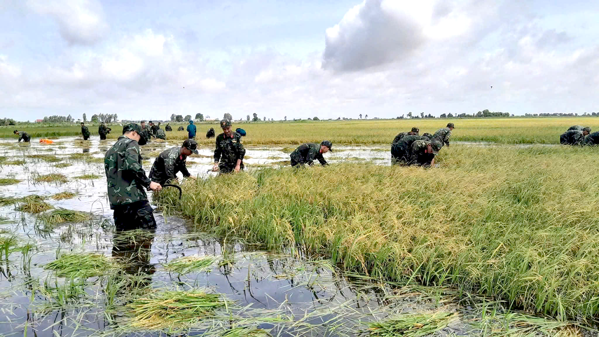 Tây Ninh: Lực lượng vũ trang hỗ trợ nông dân thu hoạch lúa chạy lũ- Ảnh 1.