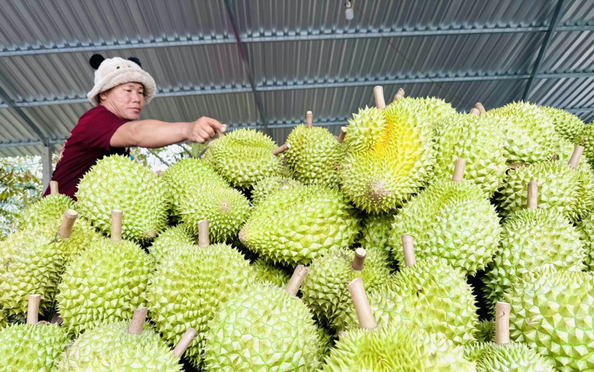 Không mở rộng diện tích sầu riêng; tập trung nâng cao năng suất, chất lượng - Ảnh 1.