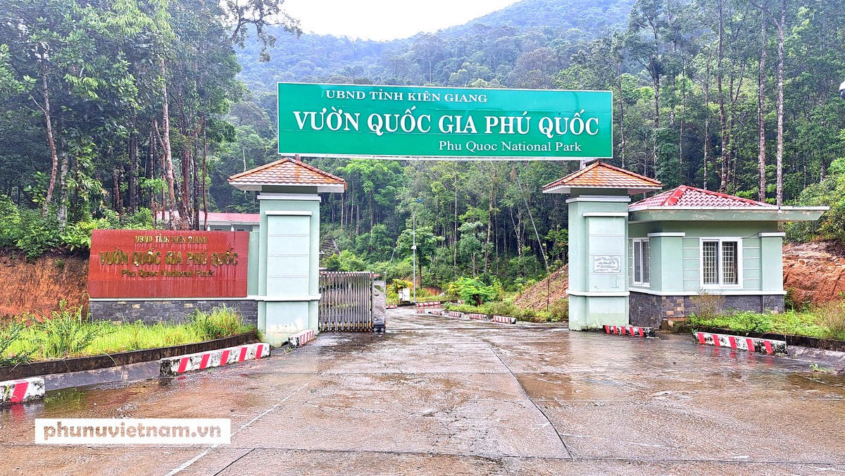 Nhiều sai phạm trong quản lý rừng tại Phú Quốc - Ảnh 2.