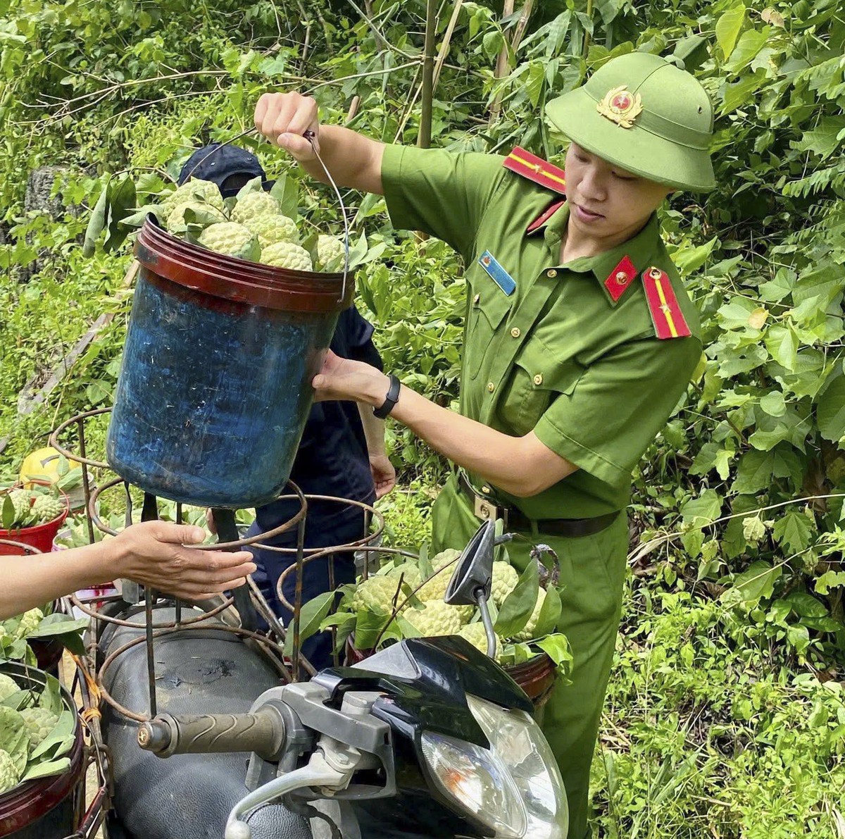 Công an Lạng Sơn giúp người trồng na bớt thiệt hại do mưa lũ- Ảnh 2.