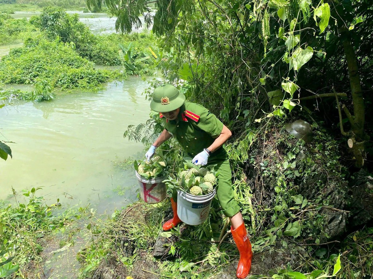 Công an Lạng Sơn giúp người trồng na bớt thiệt hại do mưa lũ- Ảnh 1.