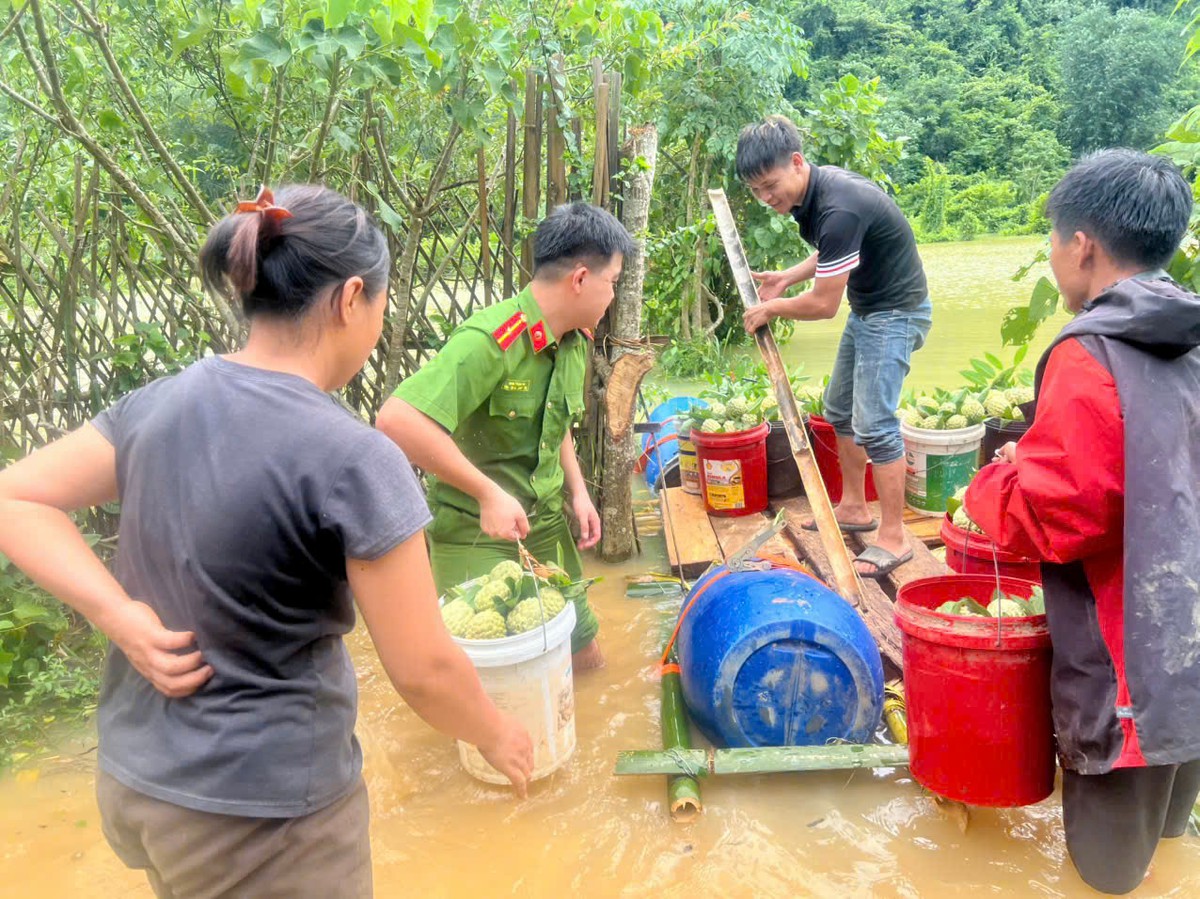 Công an Lạng Sơn giúp người trồng na bớt thiệt hại do mưa lũ- Ảnh 7.