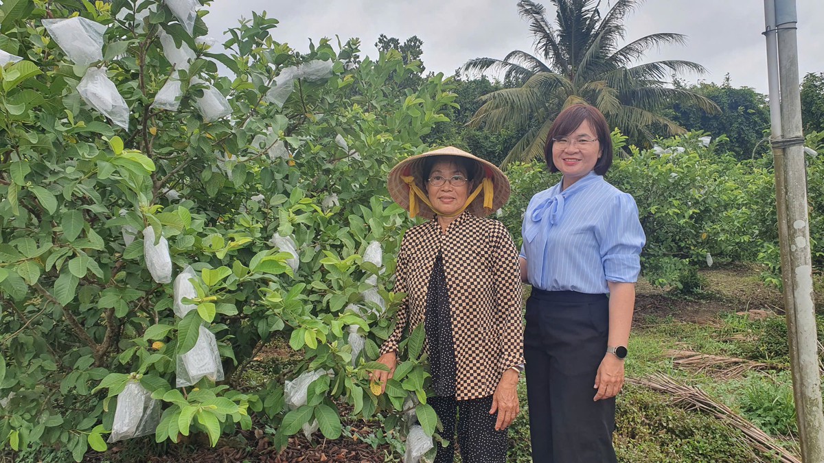Vườn ổi của cô Điệp - Ảnh 5.