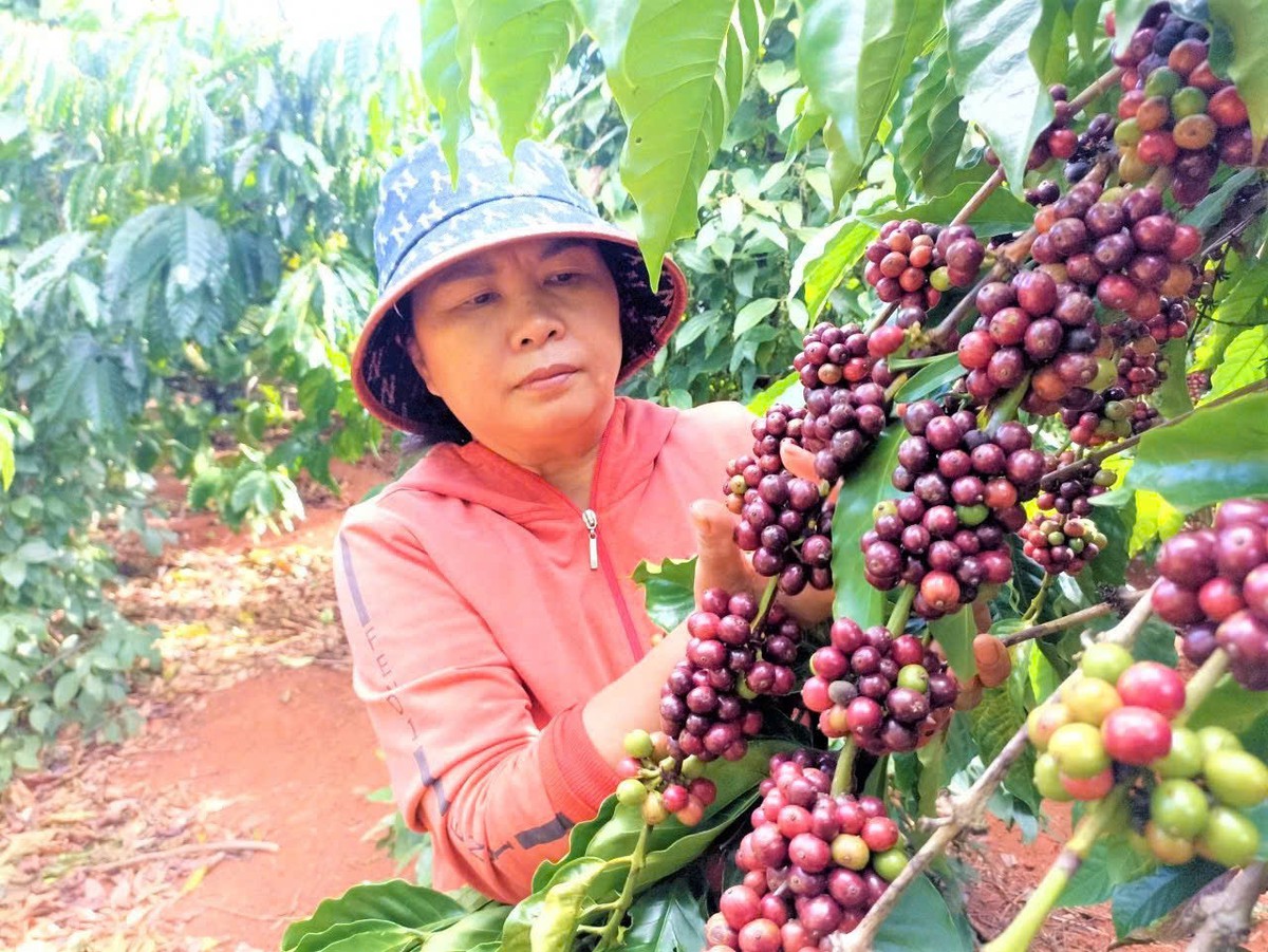 Lấy ngắn nuôi dài, gieo giấc mơ khởi nghiệp trên mảnh đất EaWy- Ảnh 1.