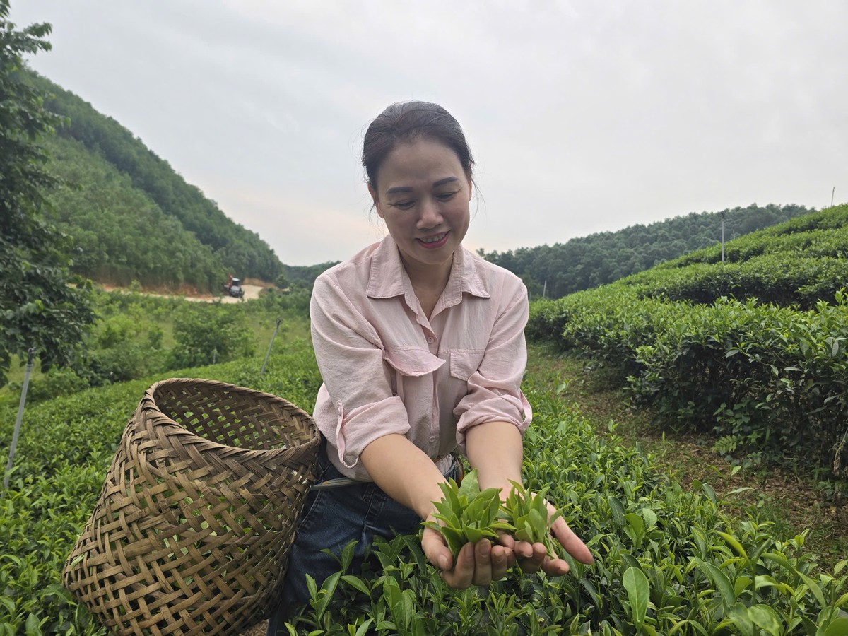 Kinh nghiệm vận hành và phát triển để hợp tác xã trở thành điểm tựa sinh kế cho phụ nữ- Ảnh 2.
