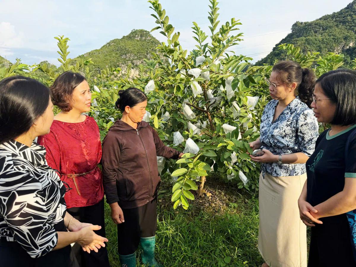 Thực trạng phụ nữ vùng Trung du và miền núi phía Bắc khởi nghiệp gắn với khoa học, công nghệ - Ảnh 8.