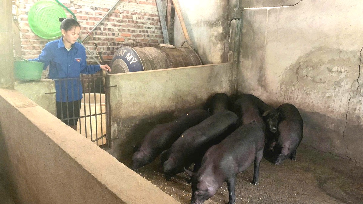 Nữ Bí thư Chi đoàn vùng cao khởi nghiệp từ chăn nuôi - Ảnh 1.