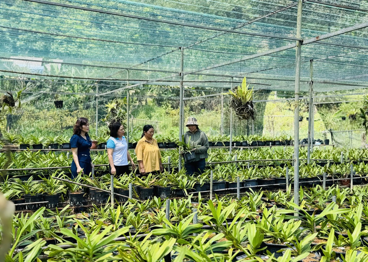 Chi hội trưởng phụ nữ người Dao khởi nghiệp từ những mùa hoa trên đất đồi - Ảnh 1.