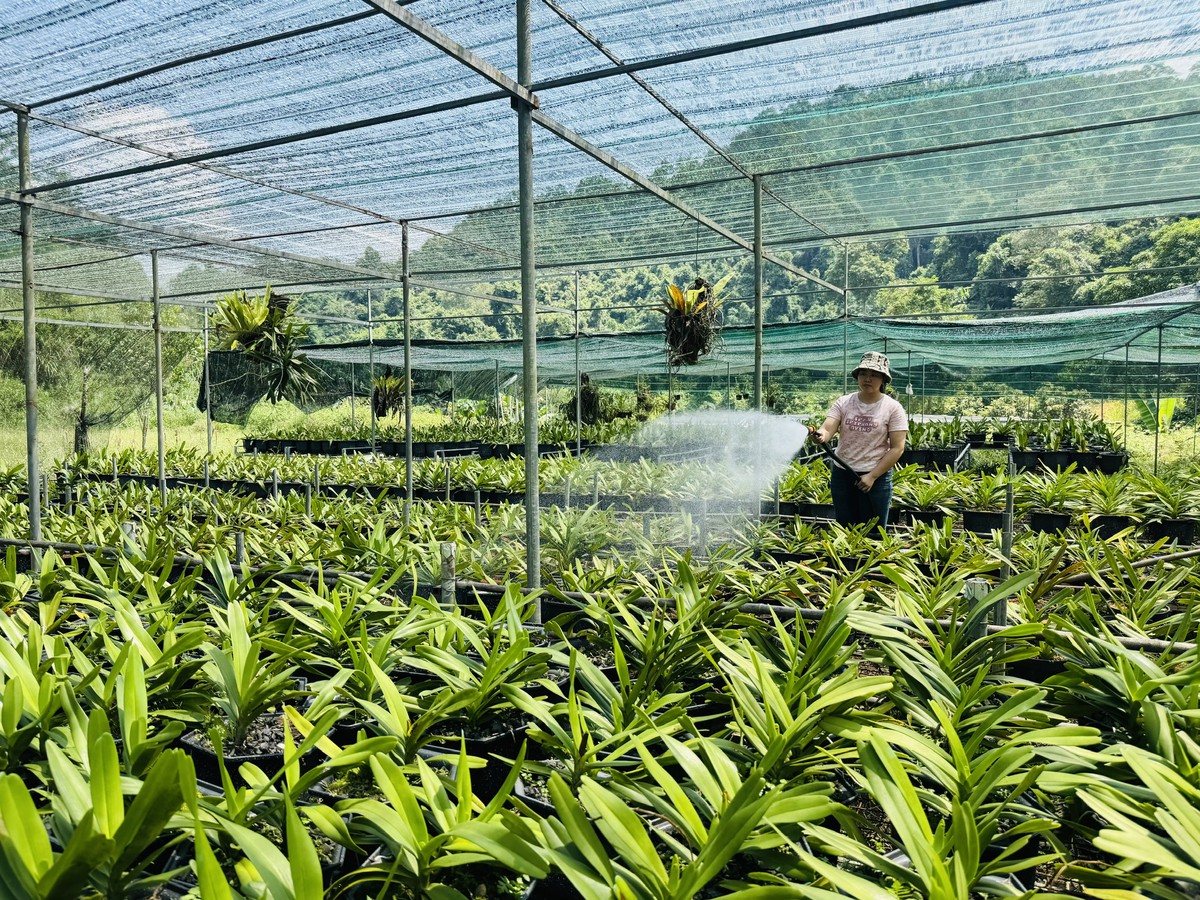 Chi hội trưởng phụ nữ người Dao khởi nghiệp từ những mùa hoa trên đất đồi - Ảnh 2.