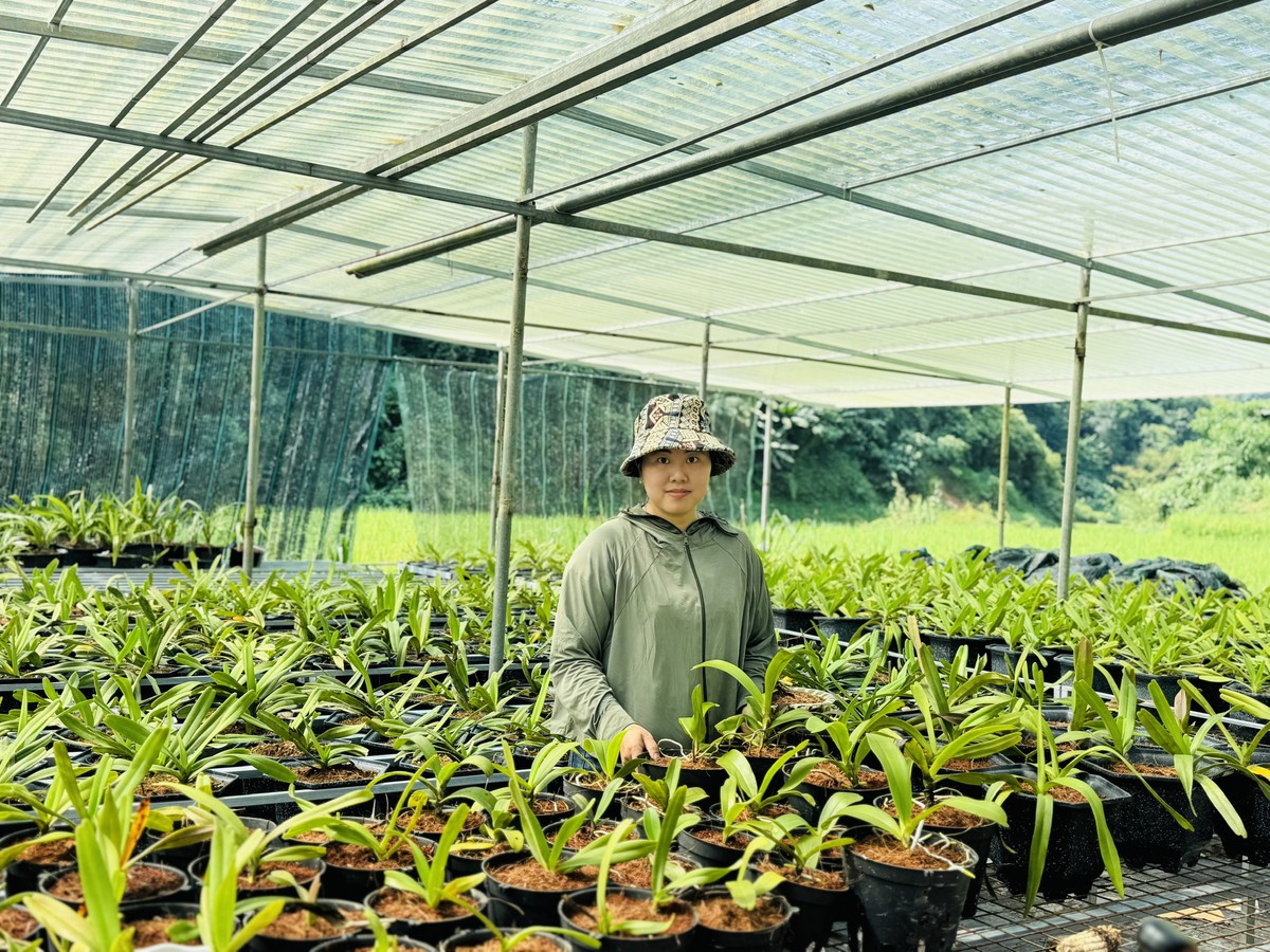 Chi hội trưởng phụ nữ người Dao khởi nghiệp từ những mùa hoa trên đất đồi - Ảnh 4.