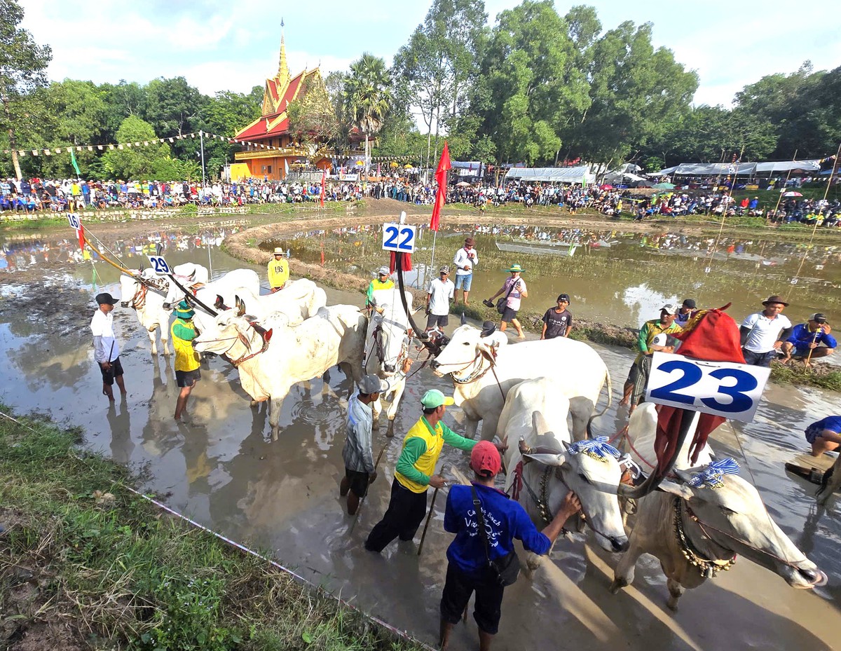 32 đôi bò sôi nổi tranh tài tại Hội đua bò truyền thống chùa Rô - Ảnh 2.