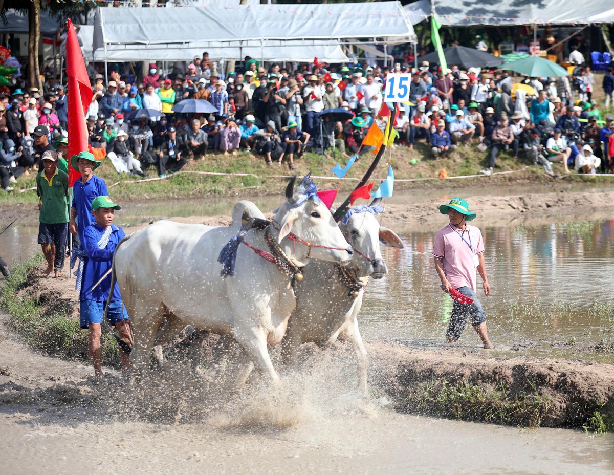 32 đôi bò sôi nổi tranh tài tại Hội đua bò truyền thống chùa Rô - Ảnh 3.