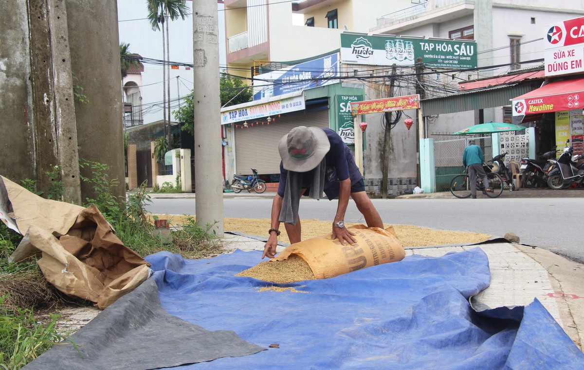 Lúa hè thu ngã rạp sau mưa lớn, nông dân đứng ngồi không yên - Ảnh 3.