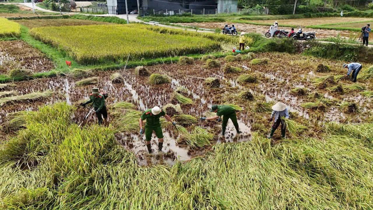 Phụ nữ Công an Đà Nẵng hỗ trợ phụ nữ khó khăn thu hoạch lúa bị ảnh hưởng mưa bão - Ảnh 1.