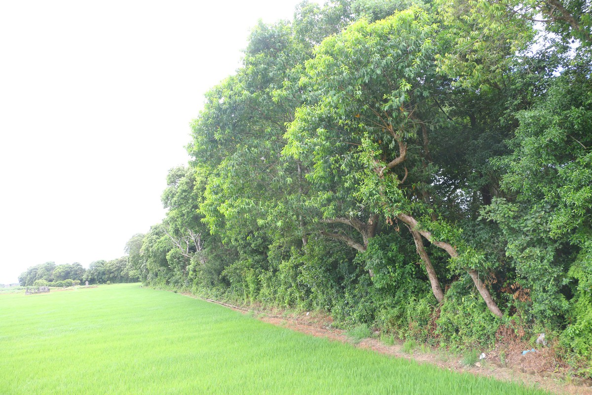 Chuyện ít biết rừng lộc vừng trăm năm ở Huế giúp dân mùa bảo lũ - Ảnh 11.