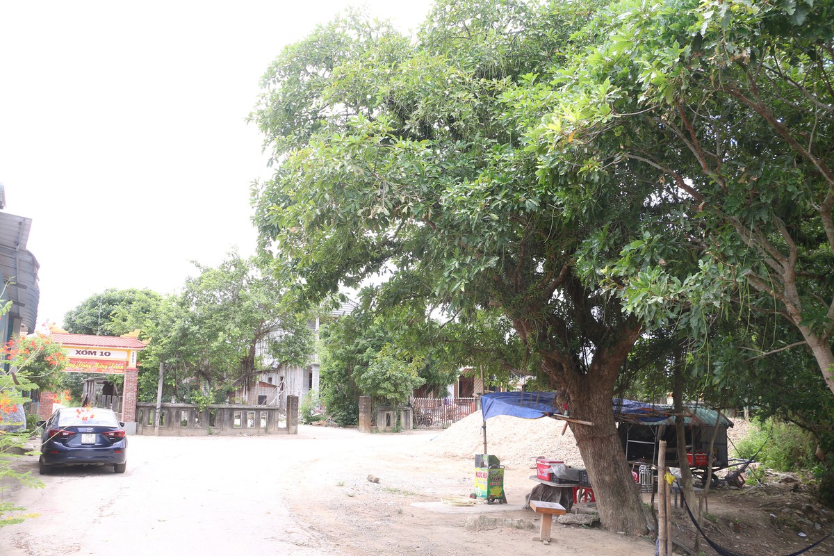 Chuyện ít biết rừng lộc vừng trăm năm ở Huế giúp dân mùa bảo lũ - Ảnh 13.