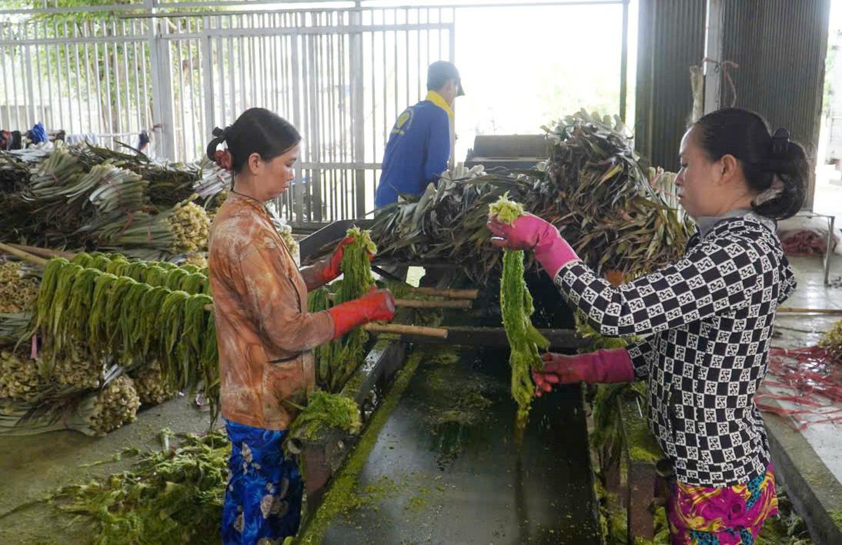 Khi phụ nữ biến chuyển đổi xanh thành cơ hội khởi nghiệp- Ảnh 2.