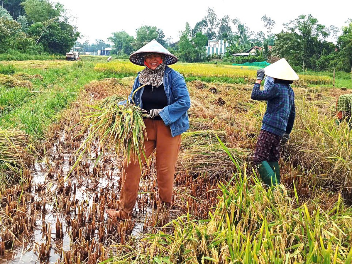 Những bàn tay phụ nữ "cứu lúa" giúp dân giữa mùa mưa lũ miền Trung - Ảnh 3.
