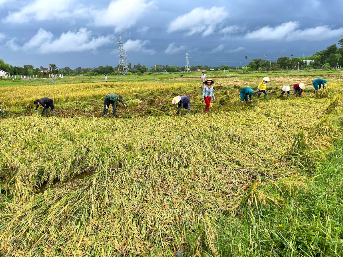 Những bàn tay phụ nữ "cứu lúa" giúp dân giữa mùa mưa lũ miền Trung - Ảnh 4.
