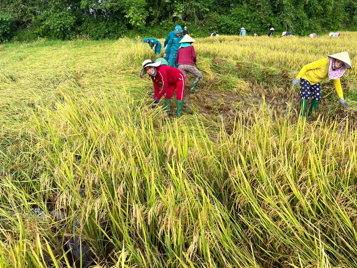 Những bàn tay phụ nữ "cứu lúa" giúp dân giữa mùa mưa lũ miền Trung - Ảnh 2.
