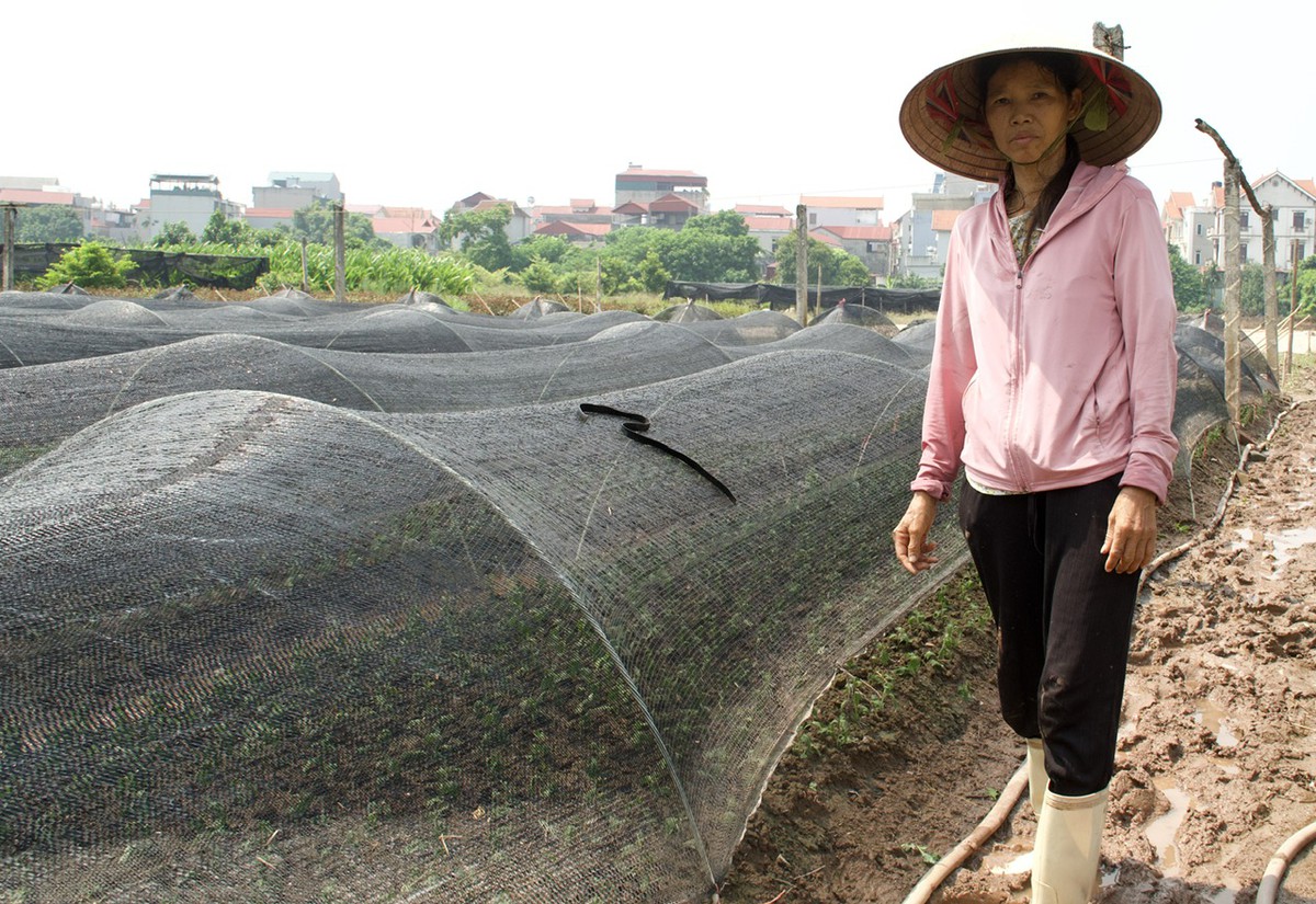Người trồng hoa Tây Tựu gồng mình gây dựng lại sau lũ- Ảnh 2.