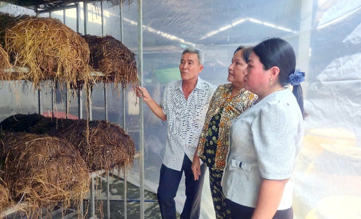 Làm giàu từ trồng nấm rơm - Ảnh 3.