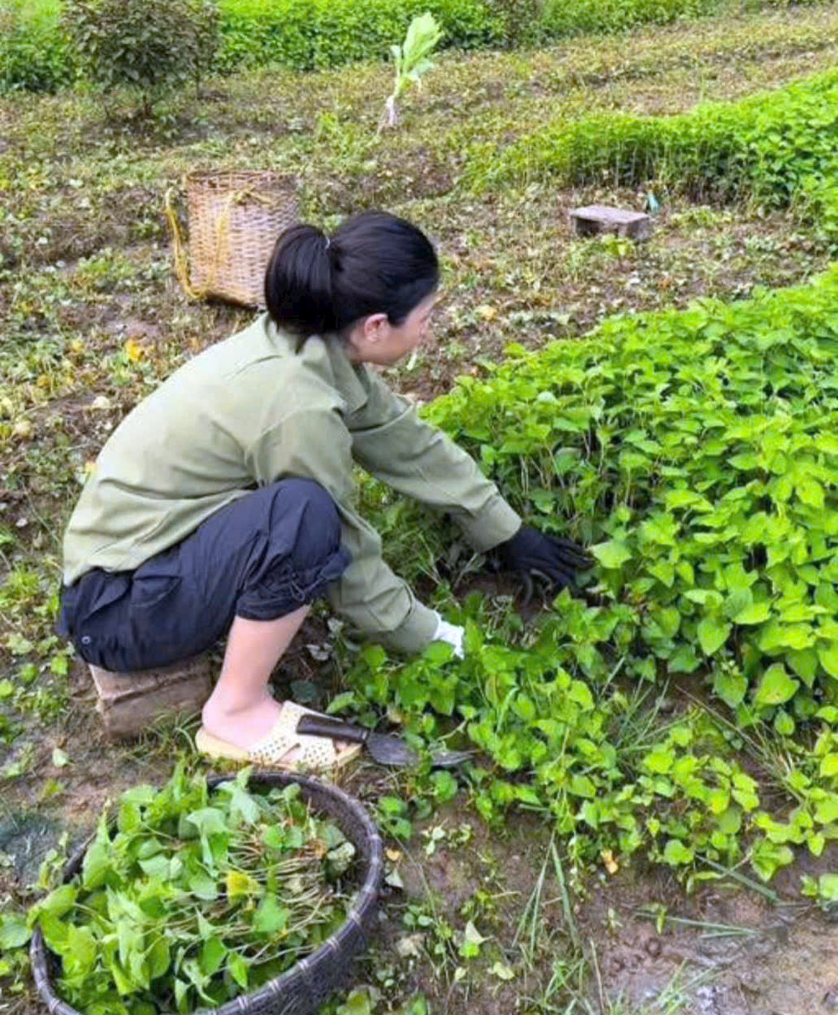 Khai thác giá trị kinh tế của cây diếp cá, tía tô - Ảnh 4.