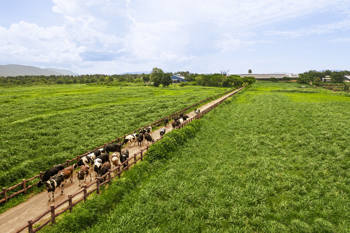 50 năm Vinamilk: Khi “đạt chuẩn” chưa phải là điểm dừng- Ảnh 2.