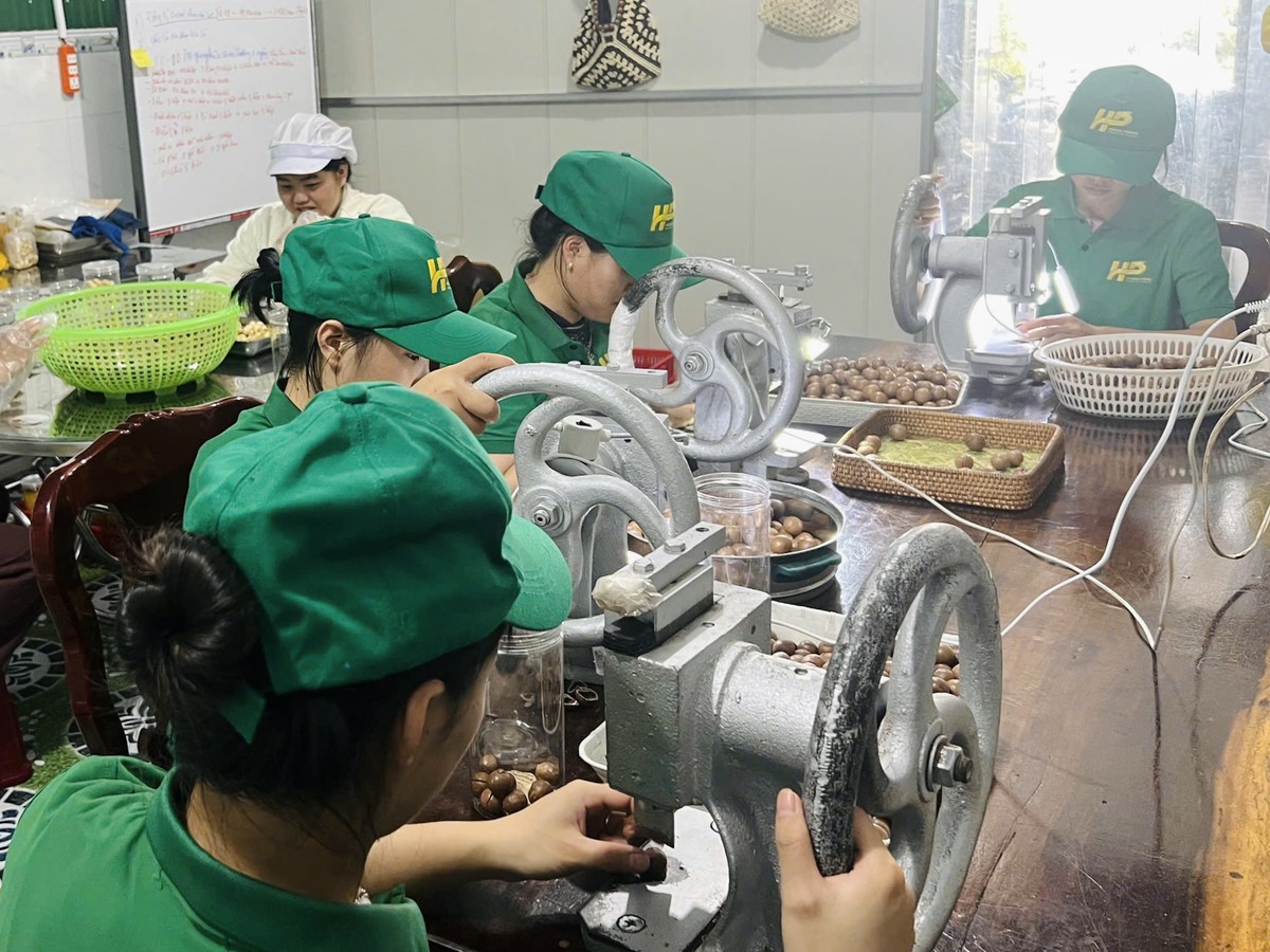 Đánh thức "giọt ngọc" mắc ca - Khát vọng nâng tầm nông sản Việt - Ảnh 2.